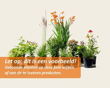 Mix borderpakket Cottage Mix - Paars-Roze-Wit