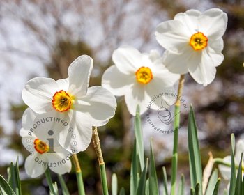 Narcissus poeticus var.  recurvus