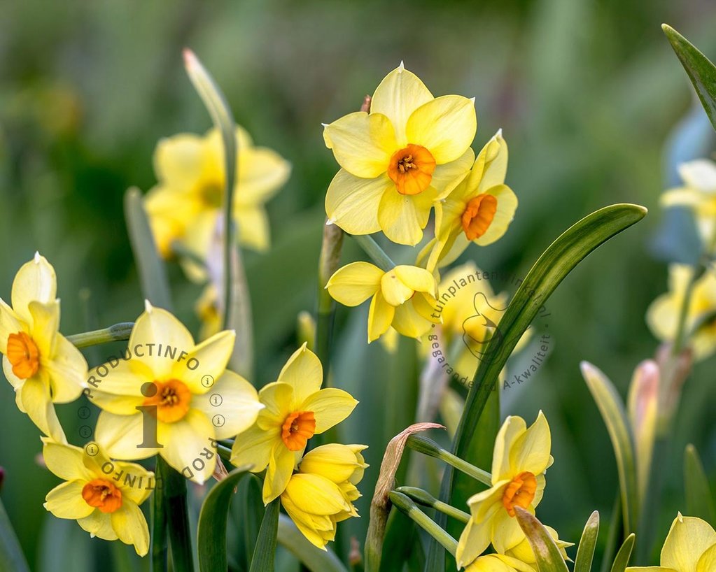 Narcissus 'Martinette'