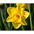 Narcissus 'Carlton'