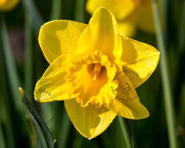 Narcissus 'Carlton'