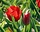 Tulipa triumph Rood