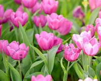Tulipa triumph Roze