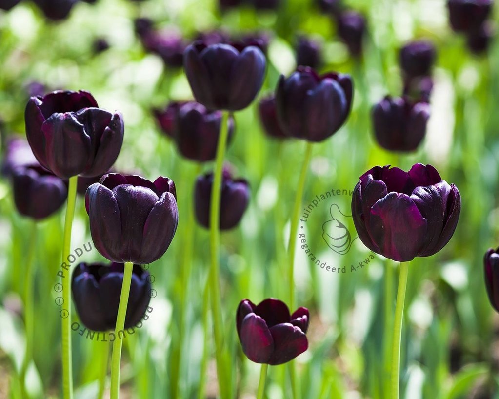 Tulipa 'Queen of Night'