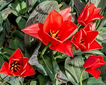 Tulipa greigii 'Roodkapje' image