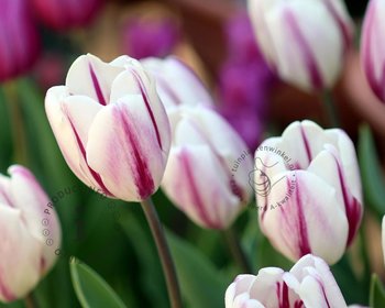 Tulipa 'Flaming Flag'