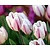 Tulipa 'Flaming Flag'