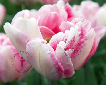 Tulipa 'Finola'