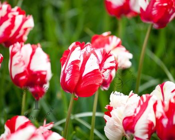 Tulipa 'Estella Rijnveld'