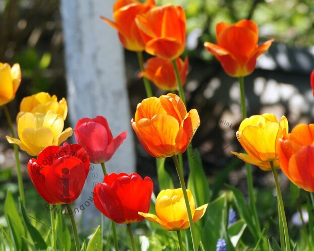 Tulipa Darwin hybride Mix