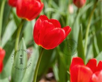 Tulipa Darwin hybride Rood