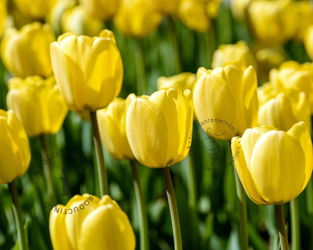 Tulipa Darwin hybride Geel