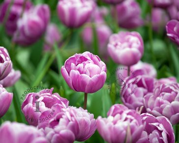 Tulipa 'Blue Diamond'