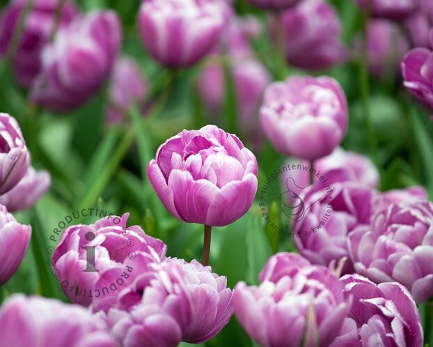 Tulipa 'Blue Diamond'