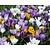 Crocus Grootbloemig Mix
