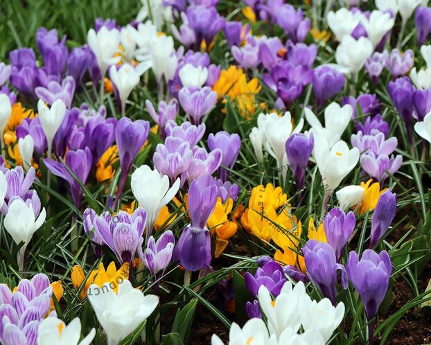 Crocus Grootbloemig Mix