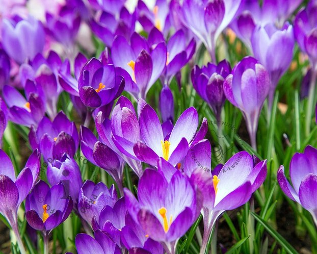 Crocus tomassinianus 'Ruby Giant'