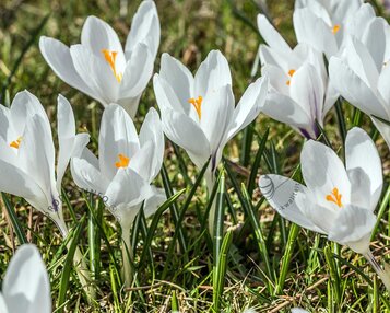 Crocus vernus 'Jeanne d'Arc' Grootbloemig Wit image