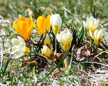 Crocus Mix Geel-Wit