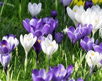 Crocus Mix Blauw-Wit