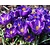 Crocus  Blauw