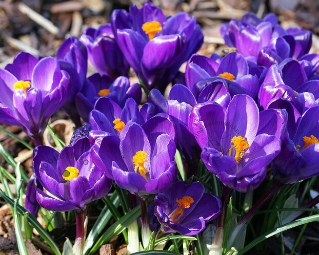 Crocus  Blauw