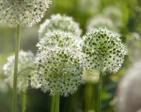 Allium 'Mount Everest'