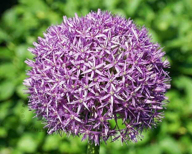 Allium 'Globemaster'