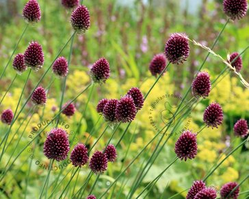 Allium sphaerocephalon