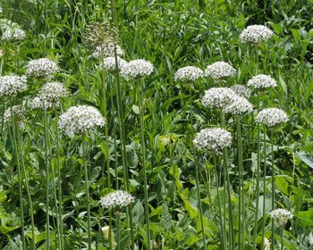 Allium nigrum