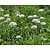 Allium nigrum