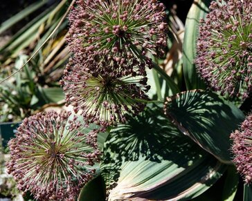 Allium karataviense