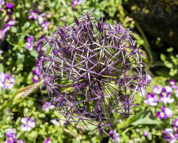 Allium christophii