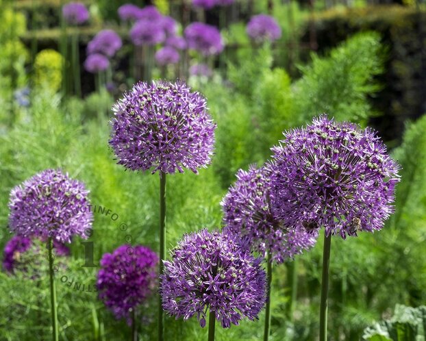Allium 'Purple Sensation'