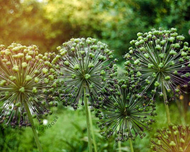 Allium 'Purple Sensation'