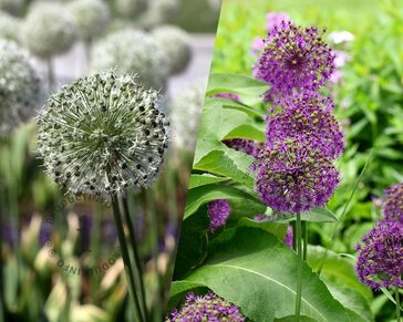 Allium Mix Paars-Wit