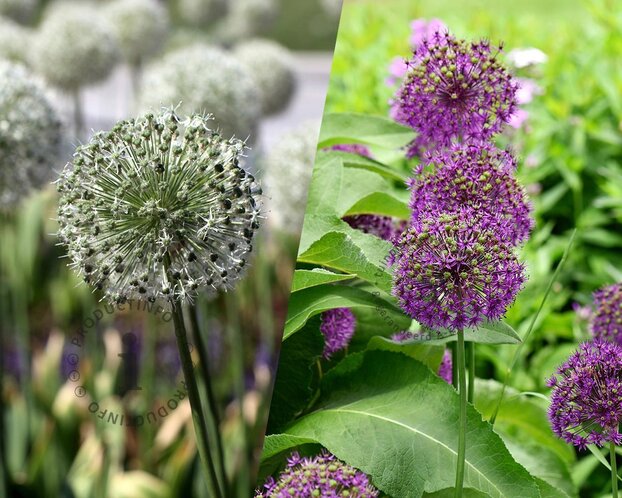 Allium Mix Paars-Wit