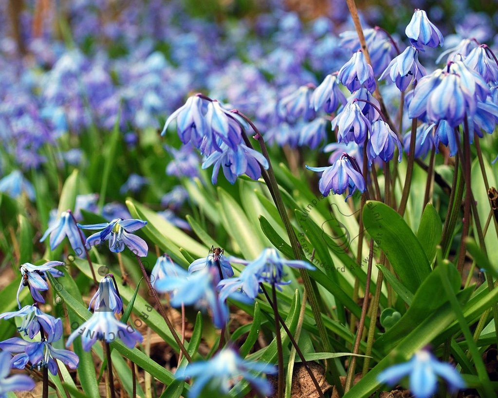 Scilla siberica