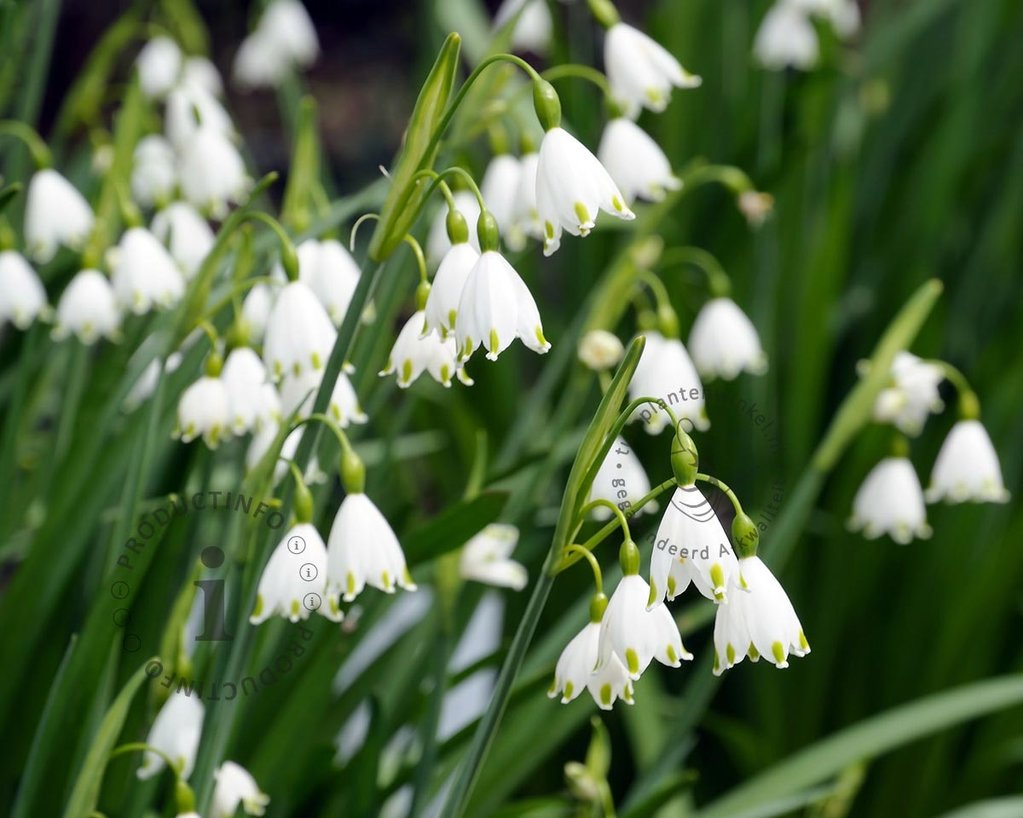 Leucojum aestivum