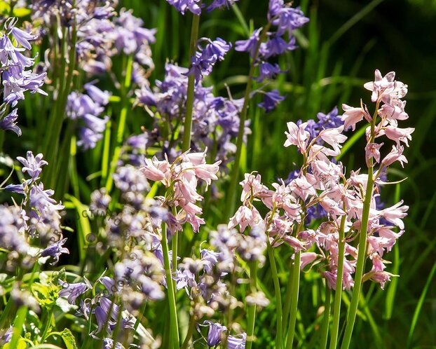 Hyacinthoides hispanica Mix