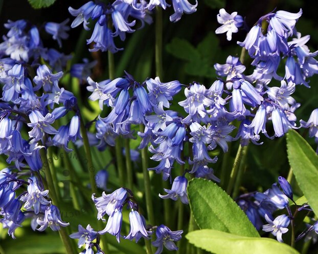 Hyacinthoides non-scripta