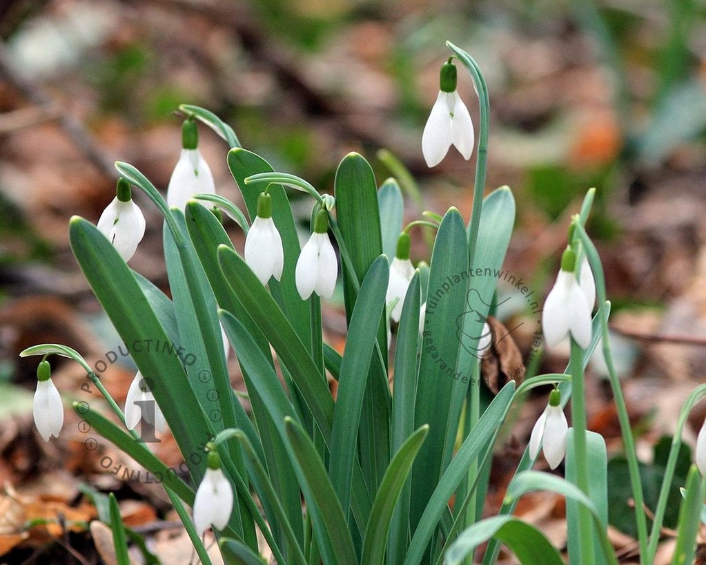 Galanthus elwesii