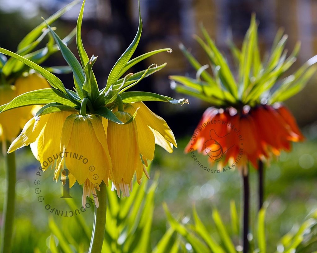 Fritillaria imperialis Mix