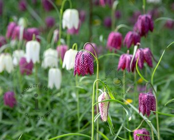 Fritillaria meleagris Mix image