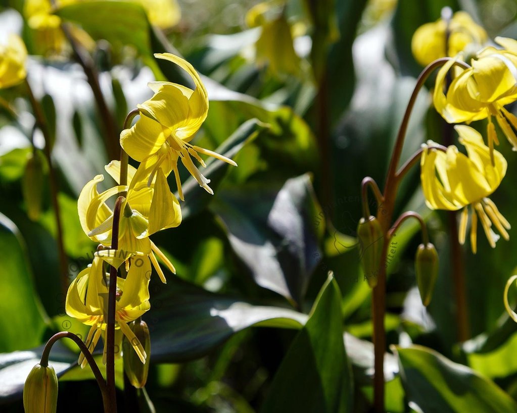 Erythronium 'Pagoda'