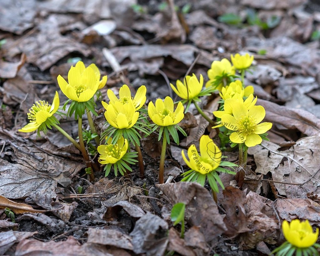 Eranthis cilicica