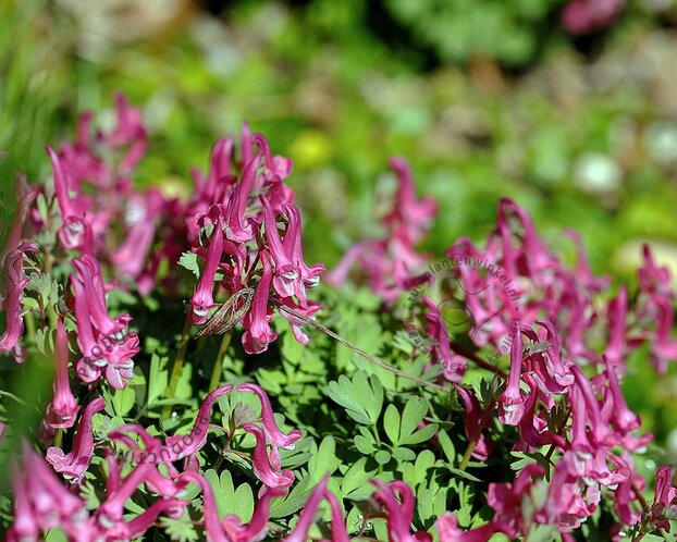 Corydalis solida 'Beth Evans'