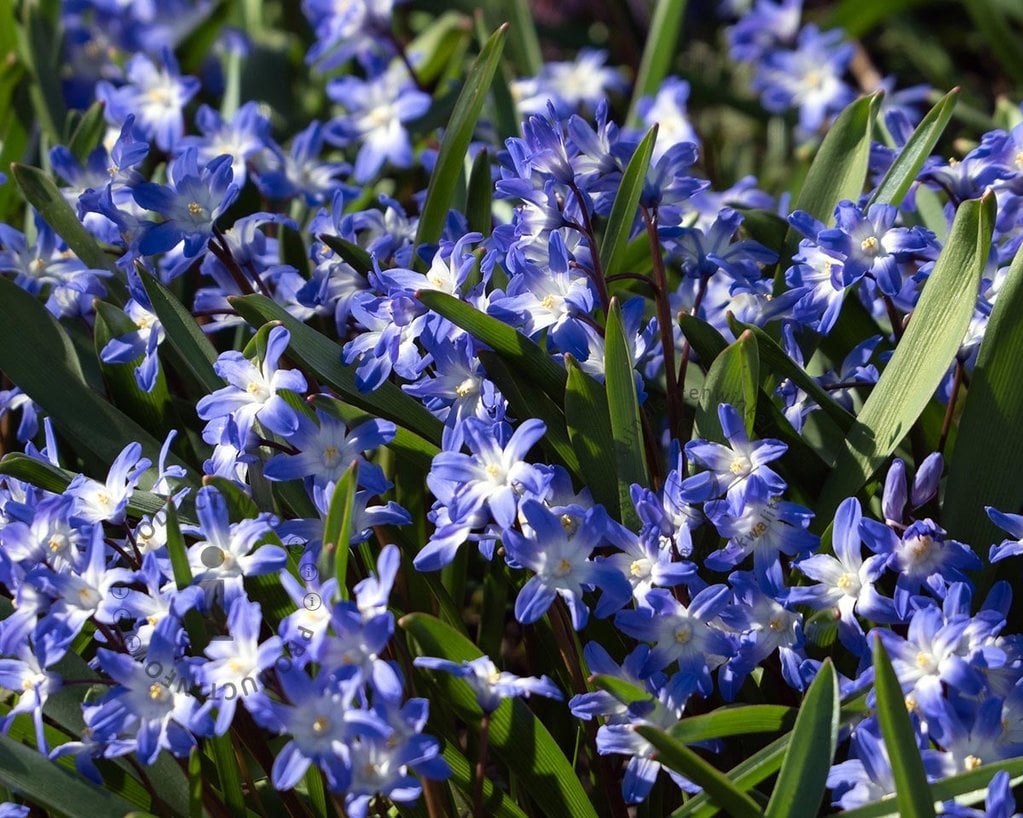 Chionodoxa sardensis