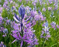 Camassia quamash