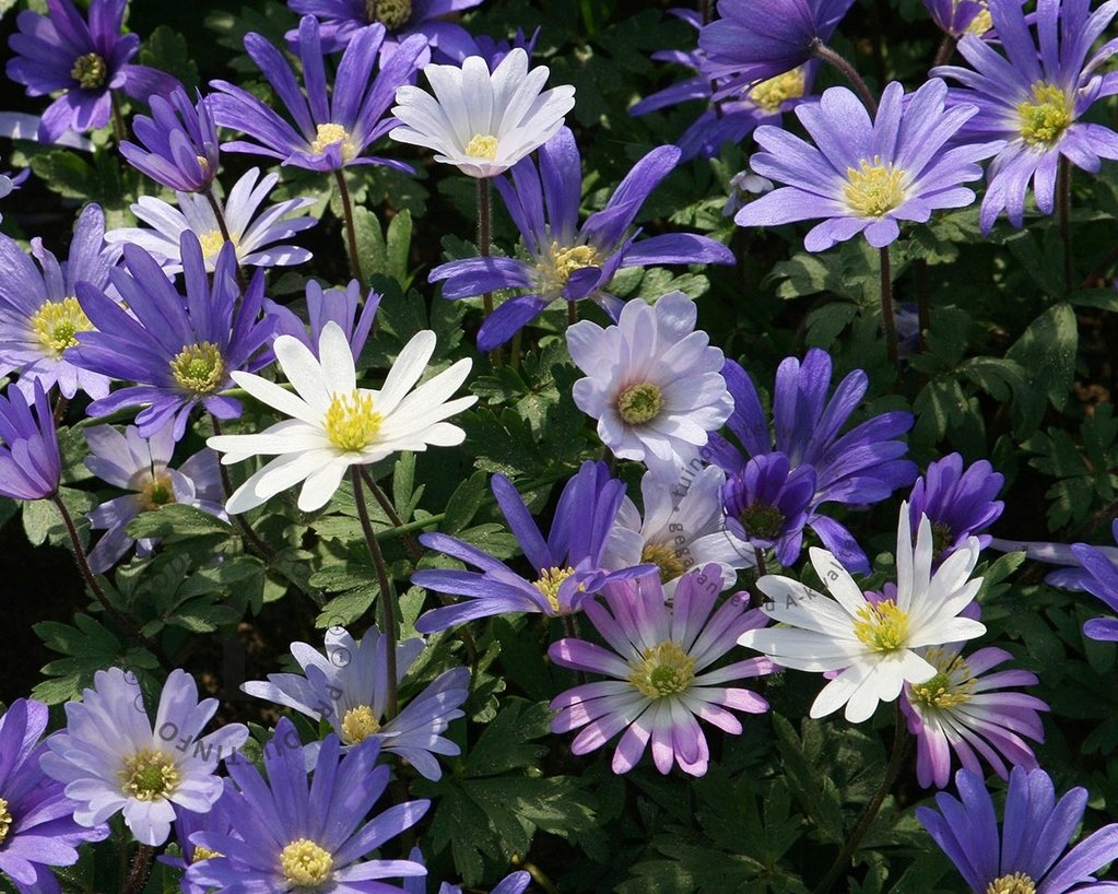 Anemone blanda Mix